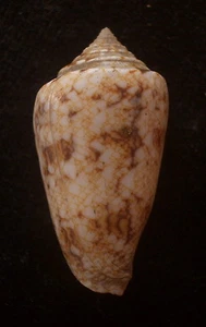 Caracol Conus victoriae nodulosus 37 mm F++ - Imagen 1 de 3