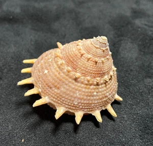Turbinidae Bolma Tamikoana 38,3mm Balut Isl. Philippinen - Bild 1 von 5