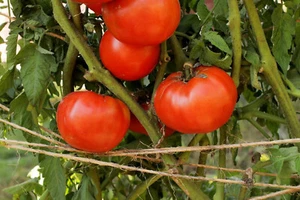 BEEFSTEAK TOMATO HEIRLOOM LIVE STARTER PLANTS 4+ INCHES SET OF 2 - Picture 1 of 3