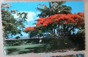 Hawaii "Royal Poinciana" tree with blossoms Unused - Picture 1 of 2