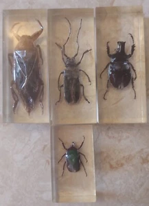 4 Original INSECT Schreibtisch Lucite Acryl Briefbeschwerer Proben große Käfer - Bild 1 von 13