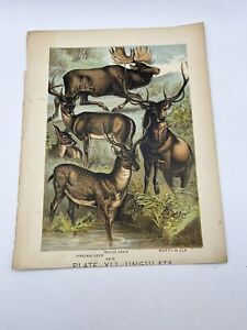 Antique Color Print (1880) – Fallow, Mouse Deer, Roebuck, Stag -43