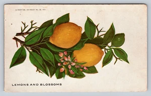 Embossed Lovely Yellow Lemons and Blossoms Plant Undivided Antique Postcard - Picture 1 of 2