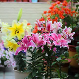 100 LILIUM seeds - Oriental Lily - Perennial Garden Plant Flower Seeds - Picture 1 of 4