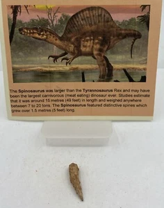 Dientes Spinosaurus Dinosaurio F0SSIL Antes del T Rex Cretácico J458 - Imagen 1 de 2