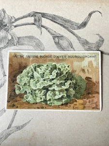 Etiquette Chromo Légume ancien Vilmorin laitue blonde Horticulture Catalogue - Imagen 1 de 1