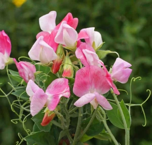 50 Sweet Pea Seeds ‘Cupid Pink’ Flower Seeds Annual Lathyrus odoratus - Picture 1 of 2