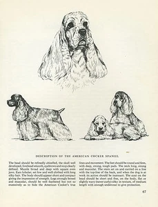 AMERICAN COCKER SPANIEL VINTAGE 1963 DRUCK SKIZZENSEITE KÜNSTLER BRIDGET OLERENSHAW - Bild 1 von 1