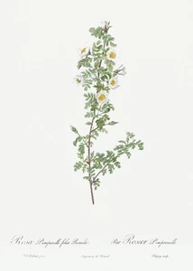 Burnet Rose Les Roses by Pierre Joseph Redouté Print Repro - Bild 1 von 2