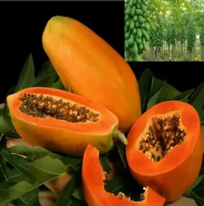 Fresh Thai Red Lady Papaya 100 Seeds - Very Sweet - Picture 1 of 3