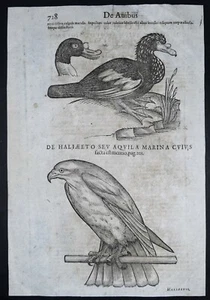 Bois Gravé Woodcut Conrad Gessner Oiseaux Historiæ animalium AQUILA MARINA 1585 - Picture 1 of 2