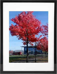 11X14 Inch Picture Frame Black, Display Pictures 8X10 with Mat or 11X14 without - Picture 1 of 12