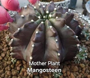 Gymnocalycium Variegated Clone Mangosteen Purple Tone Unique Shape Rare Cactus - Picture 1 of 7