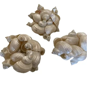 Vintage Lot 3 Seashell napkin holders - Picture 1 of 1
