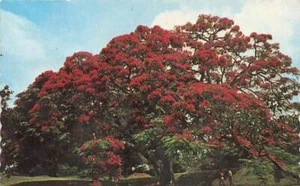 AK Royal Poinciana Blume Bermuda  - Bild 1 von 2