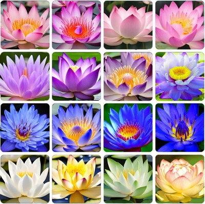 Semillas de loto 35 piezas para plantar semillas de loto de tazón, semillas de plantas con flores de lirio de agua. Foto 1 de 4