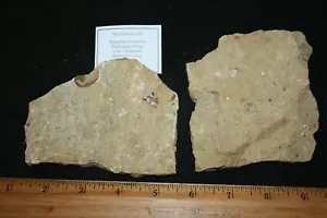 Cretaceous fossil ammonite seabottom slabs Boquillas Formation Texas MED 1/bid - Picture 1 of 4