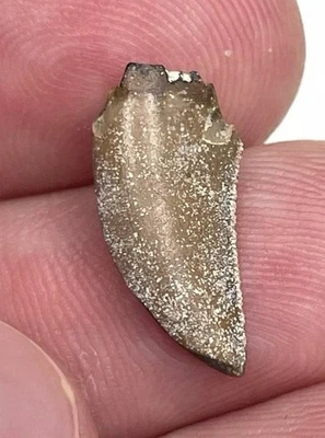 Fossil  Megalosaurid ( Likely Afrovenator ) Tooth - Irhazer Group, Niger - Image 1 of 2