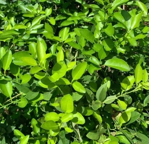 50 Hojas De Árbol De Limón Orgánico / 50 Hojas De Árbol De Limón Té Orgánico - Imagen 1 de 2
