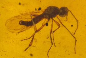 5 Pieces of Burmese Amber Fossils with Variety of Insects and Plant Dinosaur Age - Picture 1 of 14