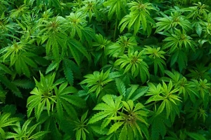 Fotomurale-PIANTA DI CANAPA-(5290)-NON TESSUTO-carta da parati-foglia verde marijuana XXL - Foto 1 di 1