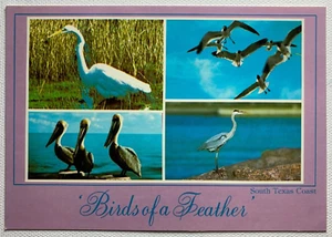 Cartolina South Texas Coastline Birds of a Feather non spedita cromata retro diviso - Foto 1 di 8