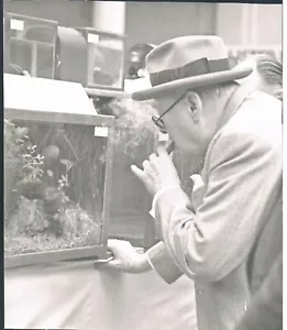 FOTOGRAFÍA WINSTON CHURCHILL CIGARRO Y SOMBRERO ESTUDIANDO VIDA ANIMAL POST SEGUNDA GUERRA MUNDIAL - Imagen 1 de 3