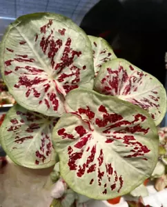 AUTHENTISCHE Caladium One World 1 Glühbirnen - Bild 1 von 5