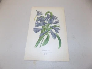 1897 Antique Floral Print  / AFRICAN LILY, or, AGAPANTHUS UMBELLATUS - Picture 1 of 1