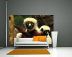 Fototapete Big Eyes - Indri Lemur 