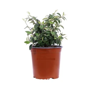 Cotoneaster (Cotognastro) - 3 Piante in Vaso | Arbusto Sempreverde e Perenne - Picture 1 of 1