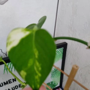 Epipremnum pinnatum Grün Creme" paschiert Ableger 80cm Länge - Bild 1 von 15