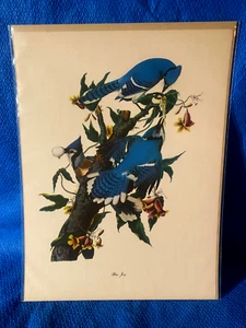 Audubon Bird Blue Jay Color Print 9x12 Loc D - Picture 1 of 4