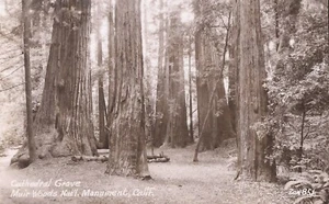 REAL PHOTO - Muir Woods National Monument - Cathedral Grove - CALIFORNIA - Picture 1 of 2