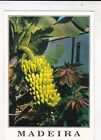 Madeira Bananas And Poinsettias Portugal Postcard Unused Creased