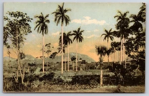 Isle of Pines Palm Grove Palmar Isle of Pines Cuba c1910 Postcard - Picture 1 of 2