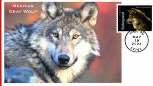 Endangered Species, Mexican Gray Wolf - Picture 1 of 1