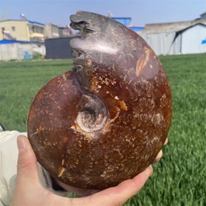 Natural 3.23LB Ammonite Fossil Reiki Crystal Specimen Mineral Decor Crystal Gift - Picture 1 of 11
