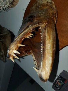 Shark Fish Taxidermy Ebay
