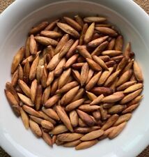 Dried Terminalia Catappa Viable fruit Seed Nut ceylon Almond organic herbal