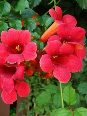 BOHLKEN BAUMSCHULEN Amerikanische Klettertrompete 'Flamenco' | Campsis radicans 'Flamenco'