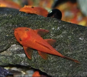 4 Super Red Bristlenose Plecos (3 + 1 Free) ~1.0-1.5 inches - Picture 1 of 8