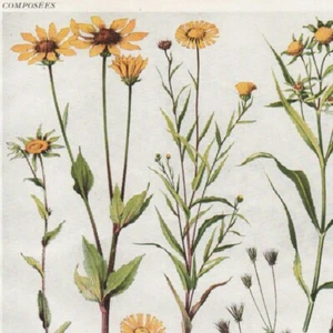 Bidens Kerneria Rudbeckia Pl 302 - Plante Flore - Gravure de presse 1930 - Imagen 1 de 2