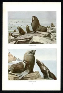 Seals and Sea Lions, 1916 Louis Agassiz Fuertes print, North American wildlife - Picture 1 of 3