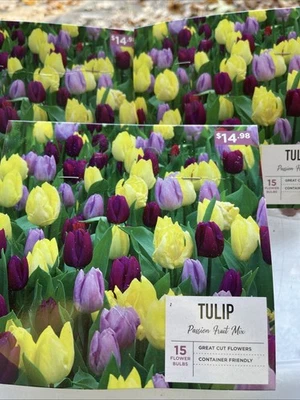 45 COUNT! PASSION FRUIT BLEND TULIP BULBS - COLORS: YELLOW LAVENDER BURGUNDY - Image 1 of 2