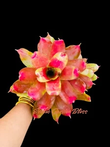 Neoregelia BEACH PARTY  Bromeliad Plant COMBINED SHIPPING AVAILABLE - Picture 1 of 7