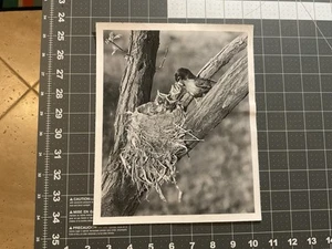 Vintage Robin’s Vogelnest Foto, 8 x 10 Vintage Pressefoto, Mama füttert Küken - Bild 1 von 3