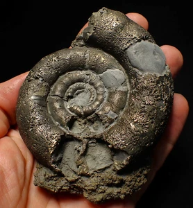 Big pyrite Eoderoceras ammonite fossil (104 mm) Jurassic Coast Fossils UK rocks - Picture 1 of 9