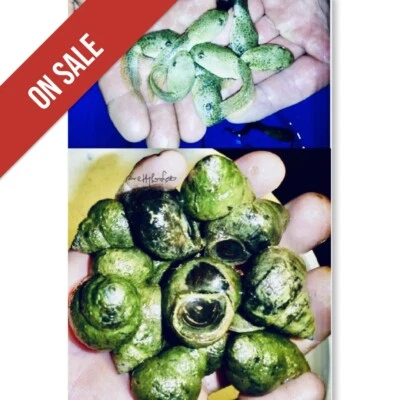 2 Combos 24 Lote Renacuajos Vivos, y 24 Lote Caracoles Vivos para Estanque Koi Jardín PKF! Foto 1 de 4