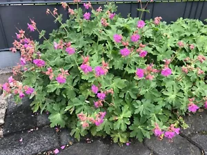40 Stk Balkan Storchschnabel / Geranium Spessart / Bodendecker - Bild 1 von 11